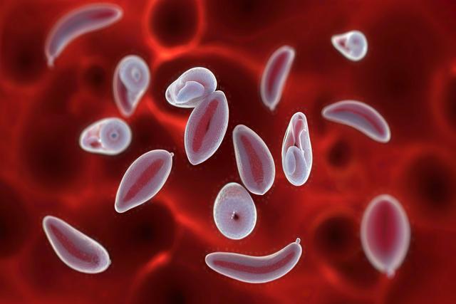 Hiểu về nhiễm trùng Gondii Toxoplasma ở mèo và chó: triệu chứng, chẩn đoán và điều trị