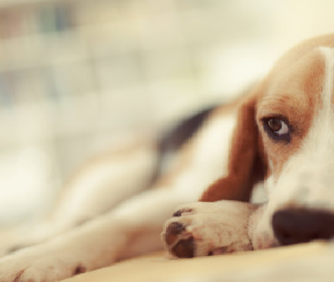 Babio ra mắt bộ dụng cụ xét nghiệm Toxo AB tiên tiến cho chẩn đoán bệnh toxoplasmosis PET