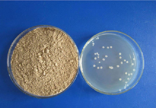 Hạt trung bình LB (Lennox) của Babio: Phương tiện nuôi cấy chất lượng cao cho nghiên cứu E. coli