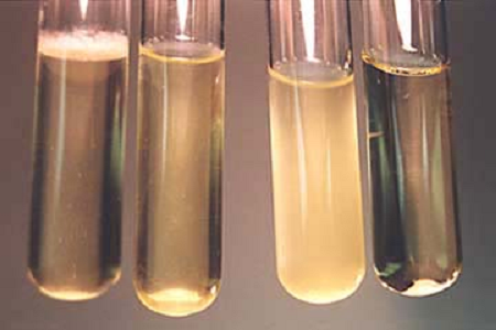 Babio ra mắt môi trường tiêm truyền tim não hiệu suất cao cho các phòng thí nghiệm vi sinh toàn cầu