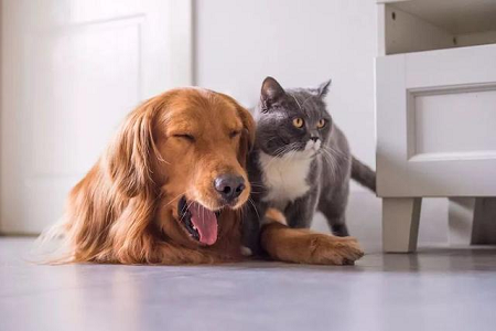 Babio ra mắt Bộ xét nghiệm TOXO Ab để phát hiện nhanh kháng thể Toxoplasma ở vật nuôi