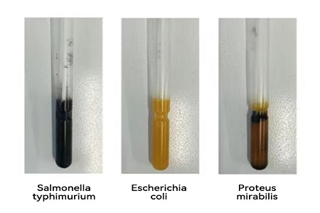 BABIO ra mắt phương tiện vận chuyển hiệu suất cao (loại SS) để truyền mẫu vi sinh vật toàn cầu đáng tin cậy
