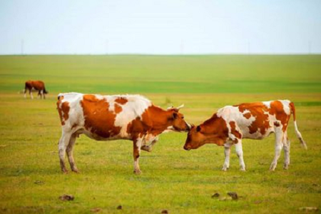 BABIO giới thiệu Bộ xét nghiệm nhanh thai kỳ có độ nhạy cao cho bò cho chăn nuôi gia súc hiện đại