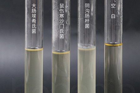 Công nghệ sinh học Babio ra mắt môi trường nuôi cấy tim não hiệu suất cao để nuôi cấy vi khuẩn đáng tin cậy