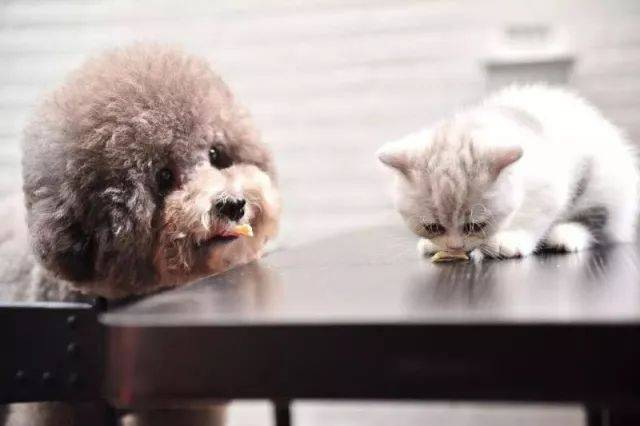 Bộ thử nghiệm nhanh FPV Ag để phát hiện virus gây bệnh ở mèo