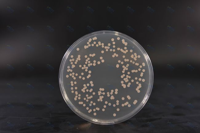 Brain Heart Infusion Agar: Môi trường giàu dinh dưỡng để nuôi cấy vi khuẩn